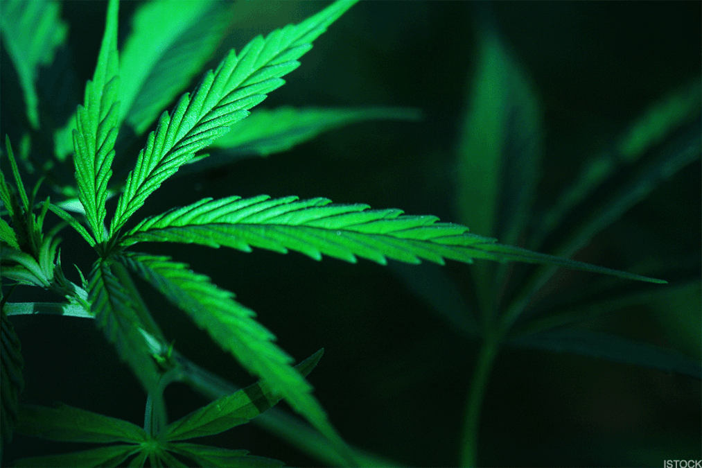 Doug Kass: Why I Ditched My Cannabis Holdings Amid DOJ Rescheduling Rally