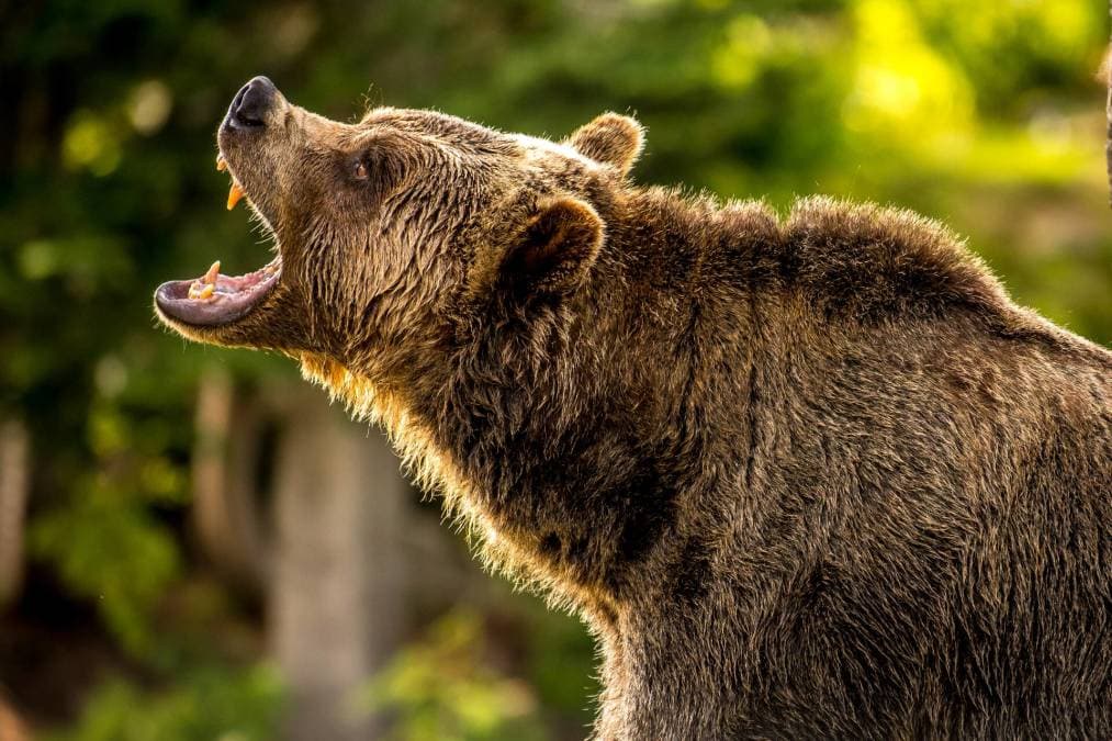 Bearish Bets: Medical Co., Cell Play, Software Stock All Pointing Down