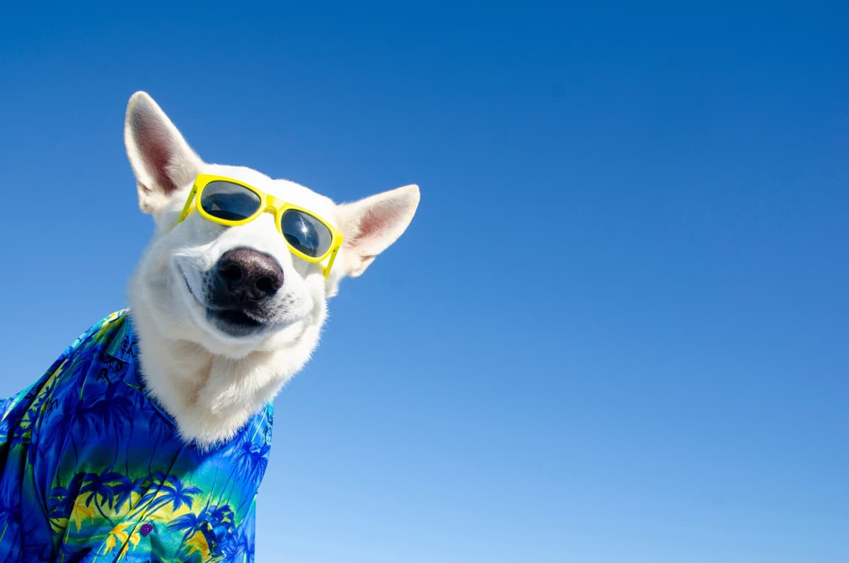 Don’t Be Lulled By the Dog Days of August