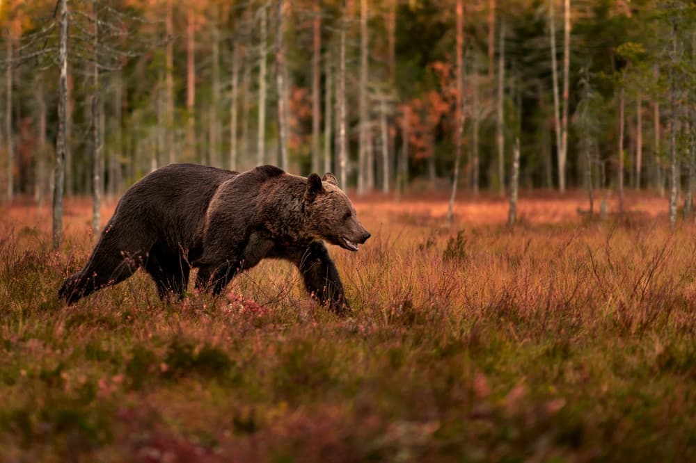 Investors Face a Hidden Bear Market as We Head Into Earnings Season